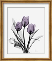 Three Purple Tulips Fine Art Print
