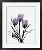 Three Purple Tulips Fine Art Print