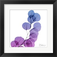 Eucalyptus In Purp Framed Print