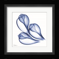 Blue Three Conch Framed Print