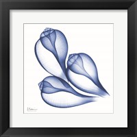 Blue Three Conch Fine Art Print