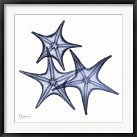 Blue Three Starfish Fine Art Print