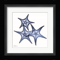 Blue Three Starfish Framed Print
