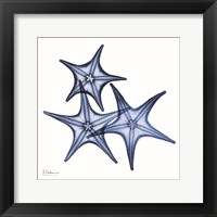 Blue Three Starfish Framed Print