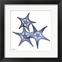 Blue Three Starfish Fine Art Print