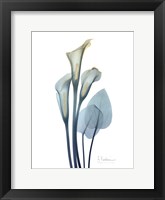 Gold Splash Calla Lily 2 Fine Art Print