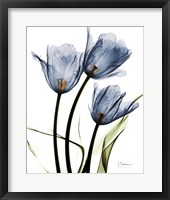 Indigo Infused Tulips Fine Art Print