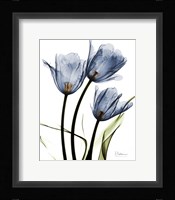Indigo Infused Tulips Fine Art Print