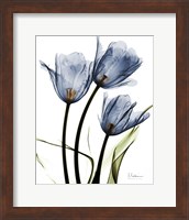 Indigo Infused Tulips Fine Art Print