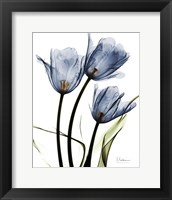Indigo Infused Tulips Fine Art Print