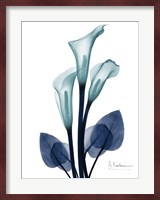 Midnight Calla Lily 1 Fine Art Print