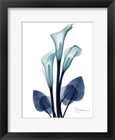 Midnight Calla Lily 1 Framed Print