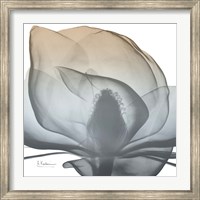 Magnolia Earthy Beauty New Fine Art Print
