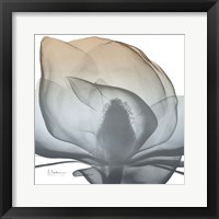 Magnolia Earthy Beauty New Fine Art Print