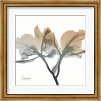 Earthy Orchid Fine Art Print