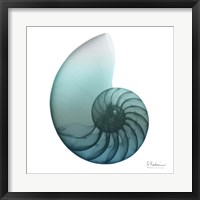 Water Snail 4 Fine Art Print