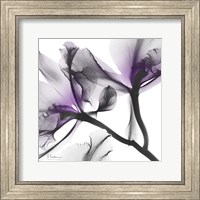Lavender Luster 1 Fine Art Print