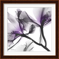 Lavender Luster 1 Fine Art Print