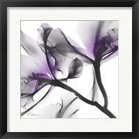 Lavender Luster 1 Fine Art Print