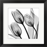 Splendid Monotone Tulips Fine Art Print