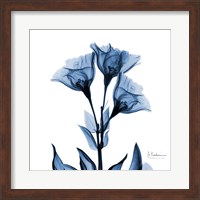 Indigo Gentian Fine Art Print