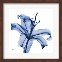 Glorious Indigo Lily Fine Art Print