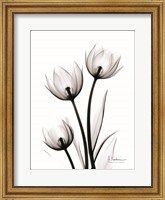 Tulips High Contrast Fine Art Print