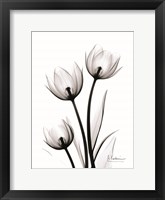 Tulips High Contrast Fine Art Print