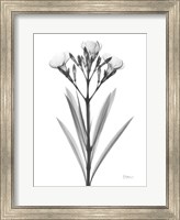 Oleander Fine Art Print