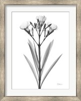 Oleander Fine Art Print