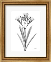 Oleander Fine Art Print