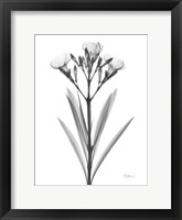 Oleander Fine Art Print