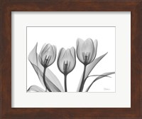 Didiers Tulip Fine Art Print