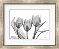 Didiers Tulip Fine Art Print
