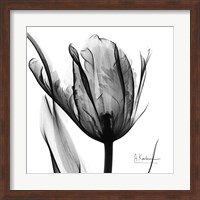 High Contrast Tulip Fine Art Print