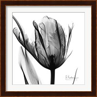 High Contrast Tulip Fine Art Print