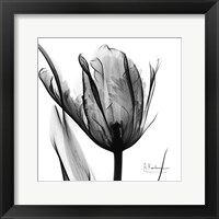 High Contrast Tulip Fine Art Print