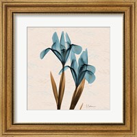 Iris Blue Brown Fine Art Print