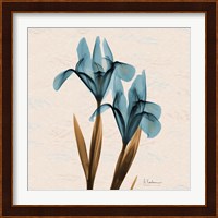 Iris Blue Brown Fine Art Print
