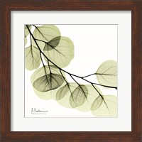 Mint Eucalyptus 2 Fine Art Print