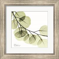 Mint Eucalyptus 2 Fine Art Print