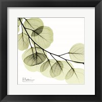 Mint Eucalyptus 2 Fine Art Print