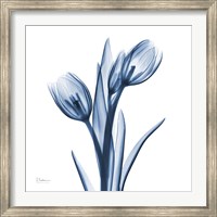 Tulips Indigo Fine Art Print