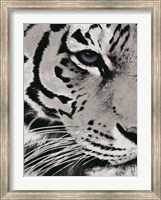 Tiger Purple Eye Fine Art Print