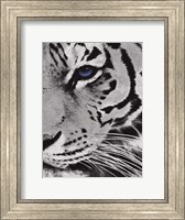 Tiger Purple Eye 2 Fine Art Print