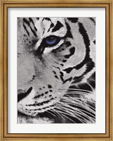 Tiger Purple Eye 2 Fine Art Print