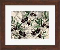 Olive Branch 1 Fine Art Print