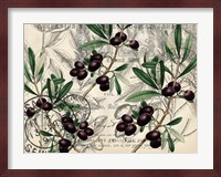 Olive Branch 1 Fine Art Print