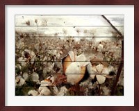 Cotton Field 1 Fine Art Print