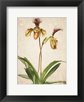 Orchids  1 Fine Art Print